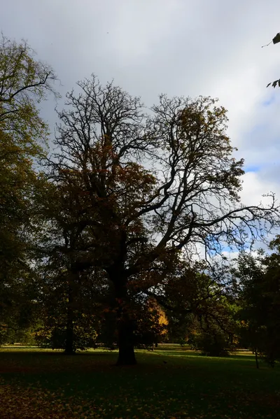 DSC_0463 (Large).JPG